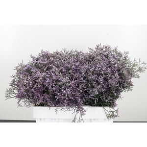 Limonium Sinense Safora Lilac