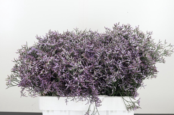 <h4>Limonium Sinense Safora Lilac</h4>