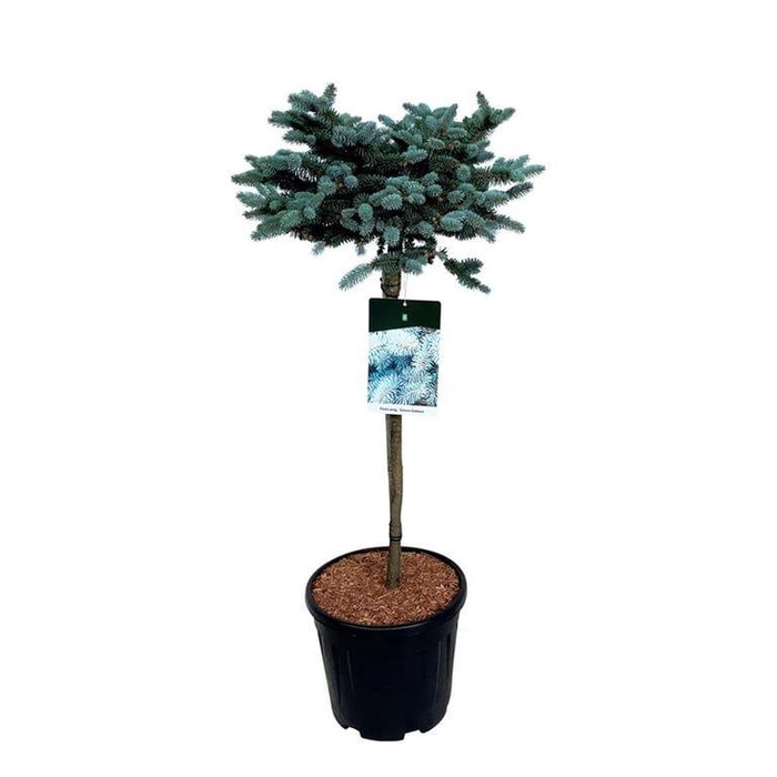 <h4>Picea pung. 'Glauca Globosa'</h4>