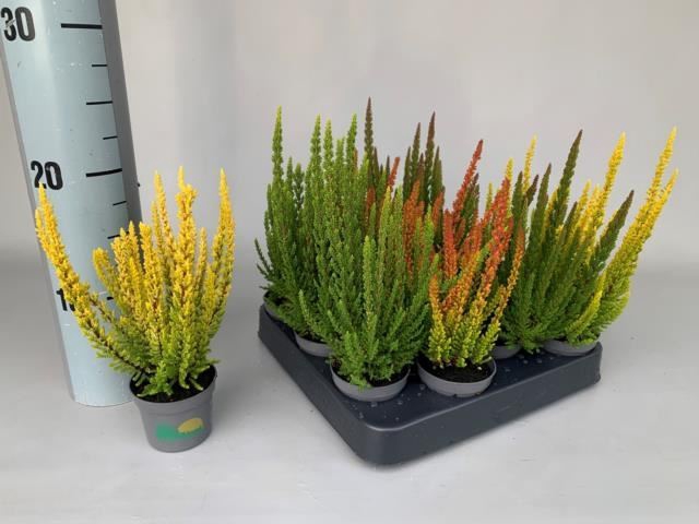 <h4>Calluna vulg. 'Skyline'   ...mix</h4>