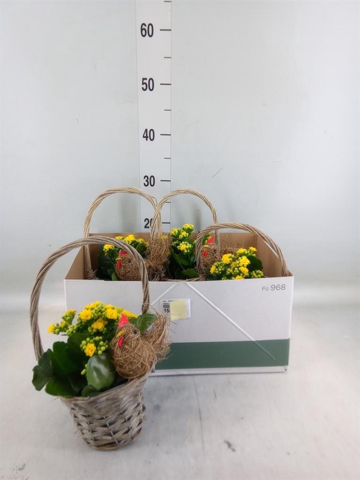 <h4>Arr.    Planten  L%</h4>