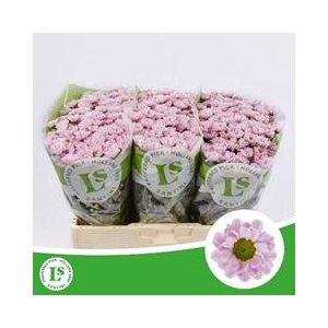 CHR SAN ROSSI PINK