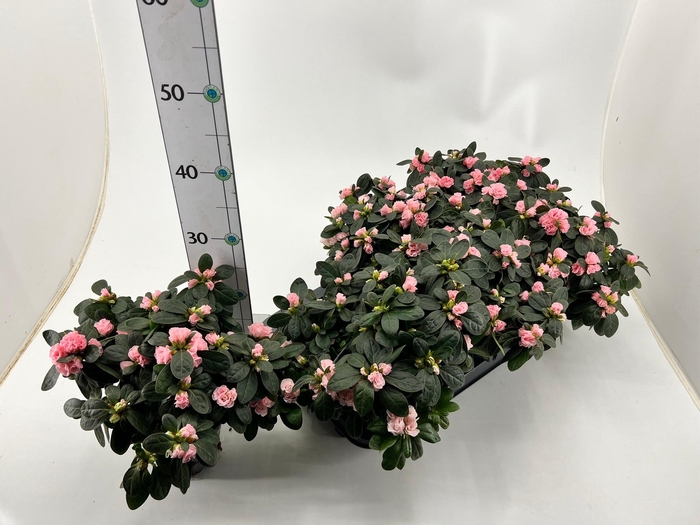 <h4>RHODO SI KASSANDRA</h4>