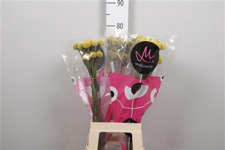 <h4>Cras Paintball Pop</h4>