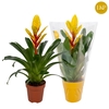 Vriesea Intenso Yellow