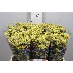 Chr S Mad Nyaka Crea