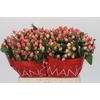Hypericum Sweet Romance