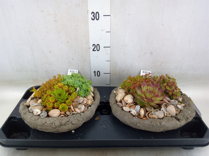 <h4>Arr.   Tuinplanten L%</h4>