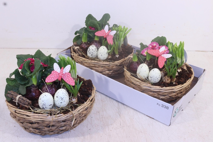 <h4>ARR TUINPLANTEN</h4>