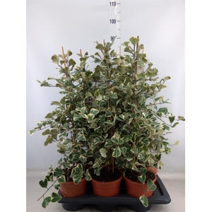 Ficus triangularis 'Sweetheart'