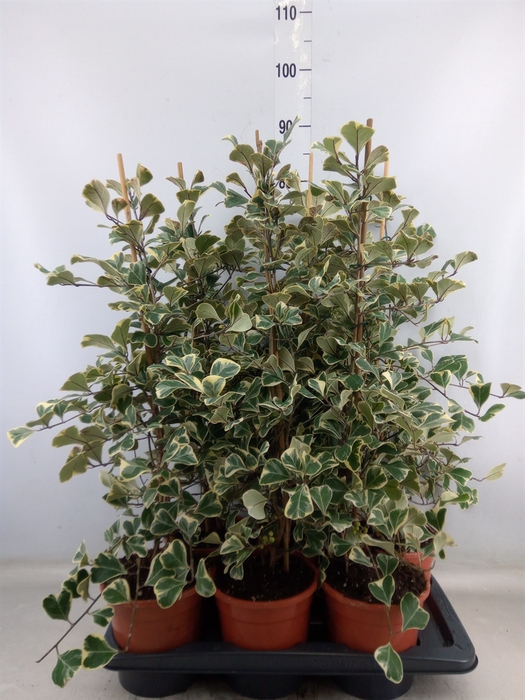 <h4>Ficus triangularis 'Sweetheart'</h4>