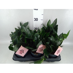 Scindapsus treubii 'Dark Form'