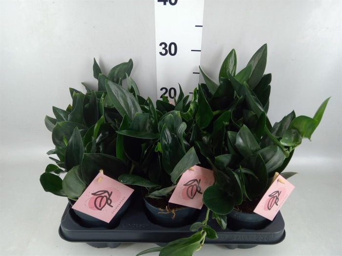 <h4>Scindapsus treubii 'Dark Form'</h4>