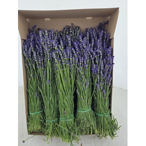 LAVANDULA ANGUST BOS