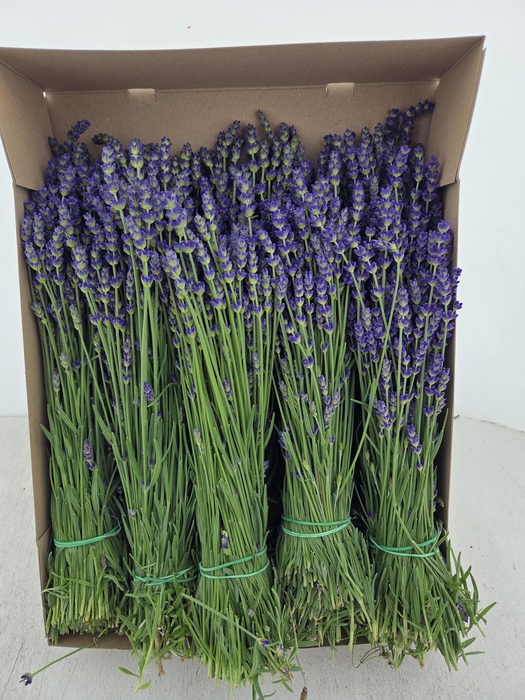 <h4>LAVANDULA ANGUST BOS</h4>