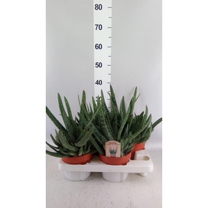 Gasteria carinata var. verrucosa