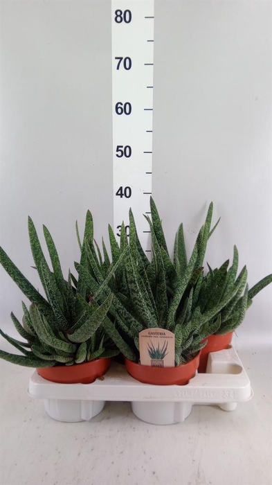 <h4>Gasteria carinata var. verrucosa</h4>