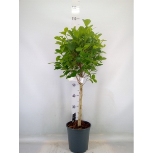 Ficus microcarpa 'Moclame'