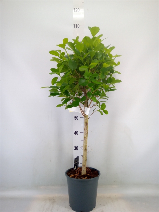 <h4>Ficus microcarpa 'Moclame'</h4>