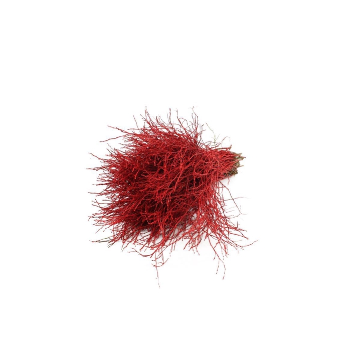 <h4>Heidelbeer Rood</h4>