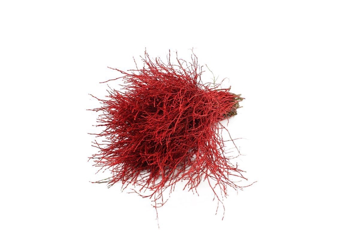 <h4>Heidelbeer Geverfd Rood</h4>