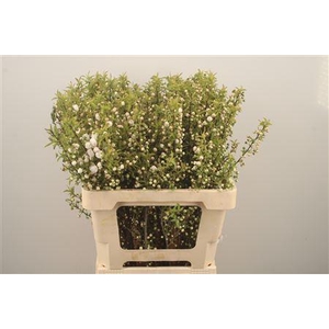 Prunus Gland White Spray