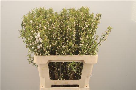 <h4>Prunus Gland White Spray</h4>