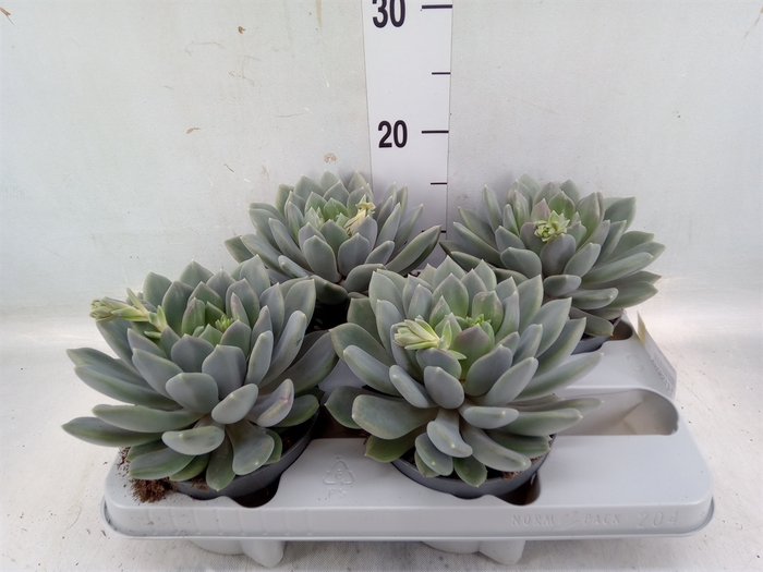 <h4>Pachyphytum  'Draco'</h4>