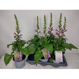 DIGI PURPUREA