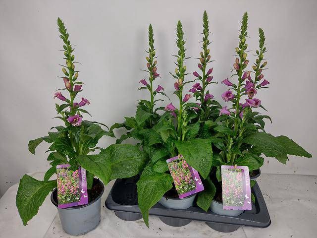 <h4>DIGI PURPUREA</h4>