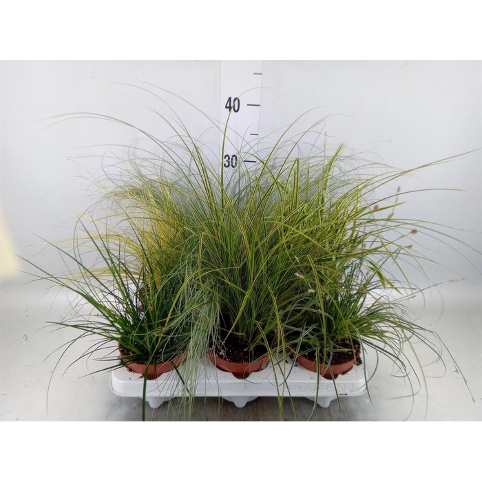 <h4>Carex   ...mix</h4>
