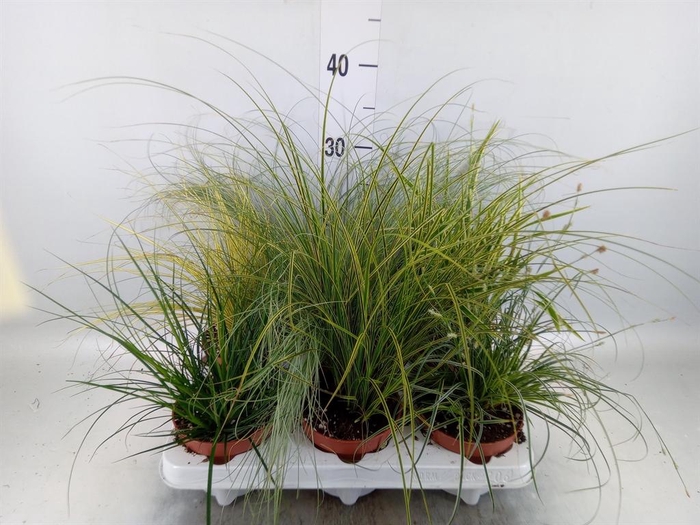 Carex   ...mix
