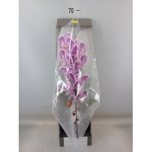 Phalaenopsis   ...lilac