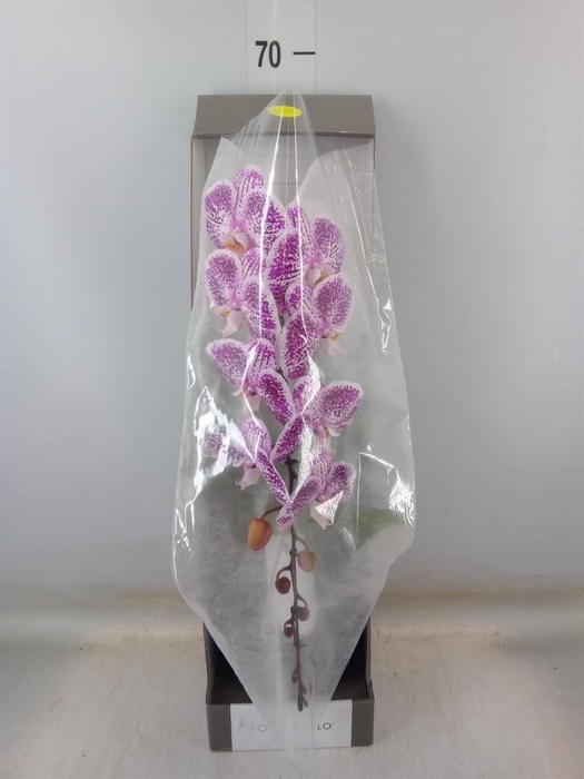 <h4>Phalaenopsis   ...lilac</h4>