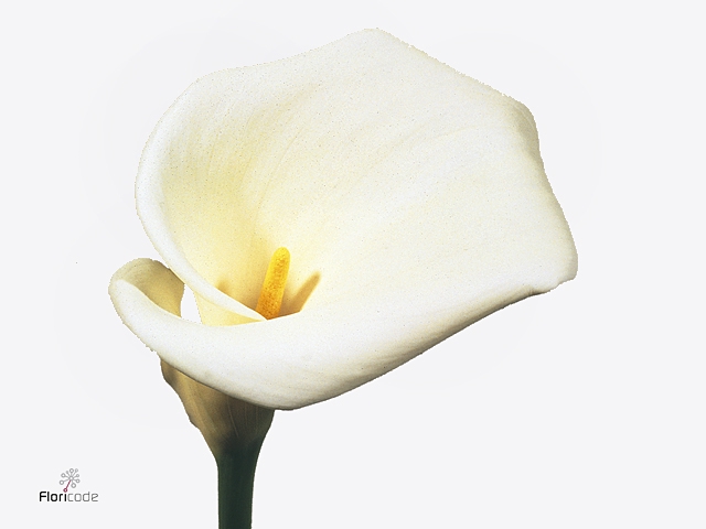 Calla Colombe