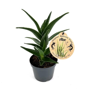 ALOE MITRIFORMIS P12