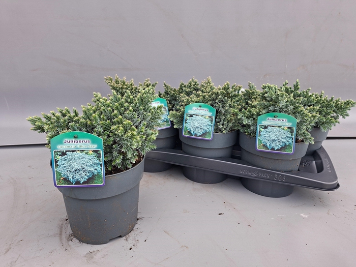 <h4>JUNI SQ BLUE STAR</h4>