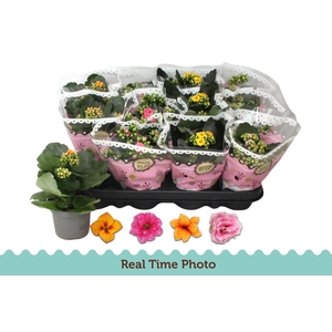 KAL GE GEM TWEEKL BL