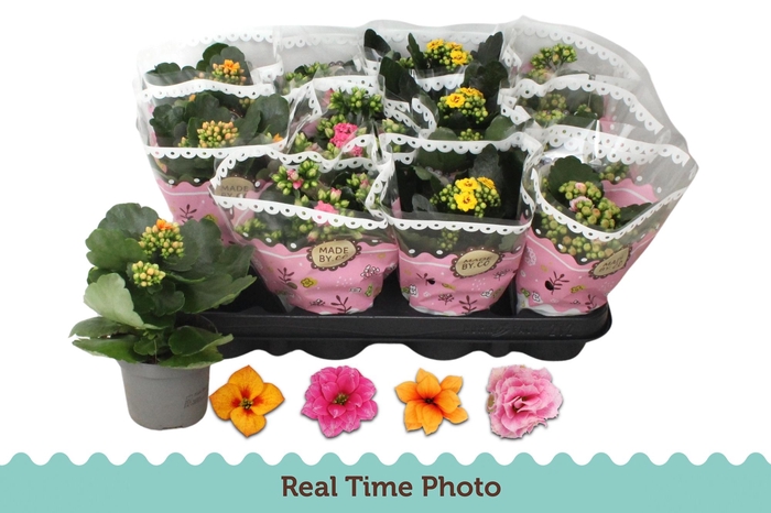 <h4>KAL GE GEM TWEEKL BL</h4>