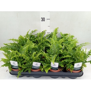 Nephrolepis exal. 'Green Lady'