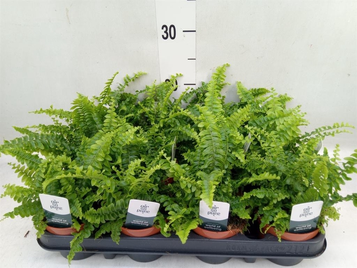 <h4>Nephrolepis exal. 'Green Lady'</h4>