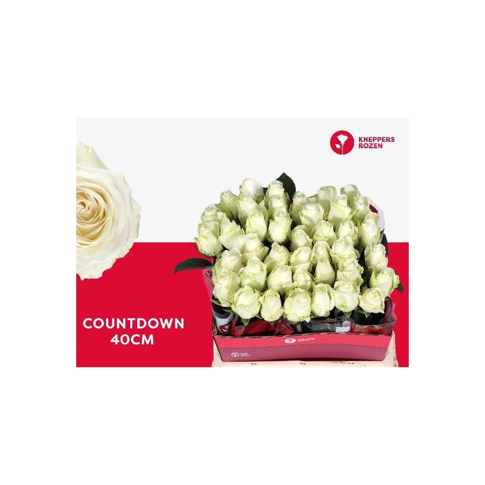 <h4>R Gr Countdown!</h4>