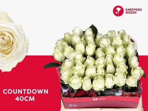 <h4>R GR COUNTDOWN! 40</h4>