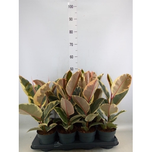 Ficus elastica 'Tineke'