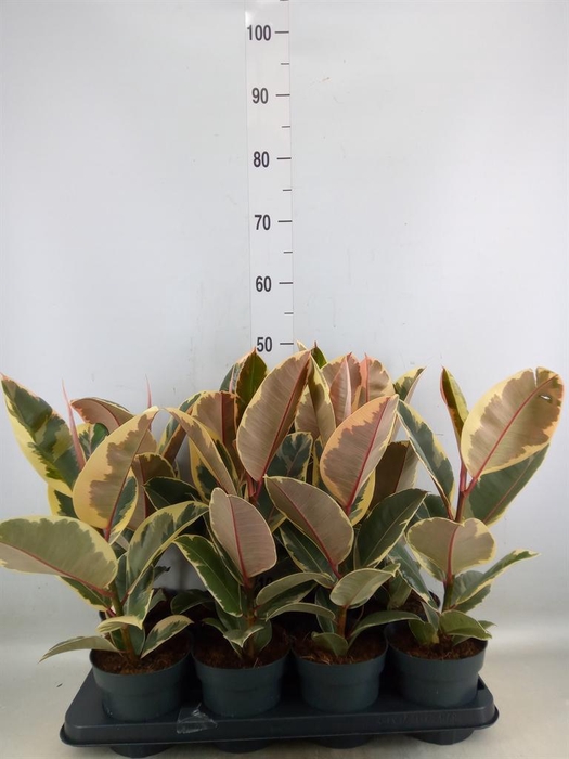 <h4>Ficus elastica 'Tineke'</h4>