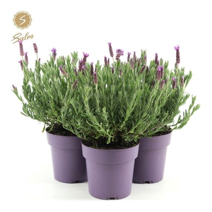 Lavandula st. 'Anouk'® Collection P15