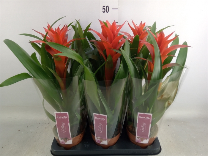 <h4>Guzmania  'Ostara'</h4>