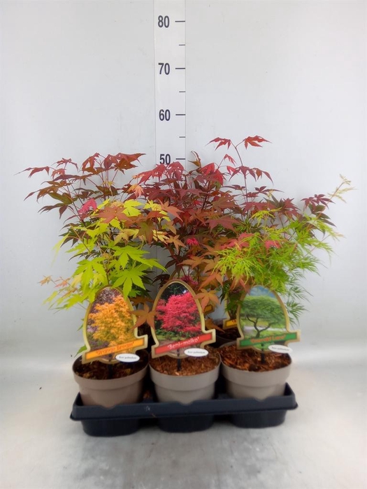 <h4>Acer palmatum</h4>