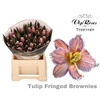 TU FR FRINGED BROWNIES
