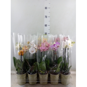 Phalaenopsis   ...mix